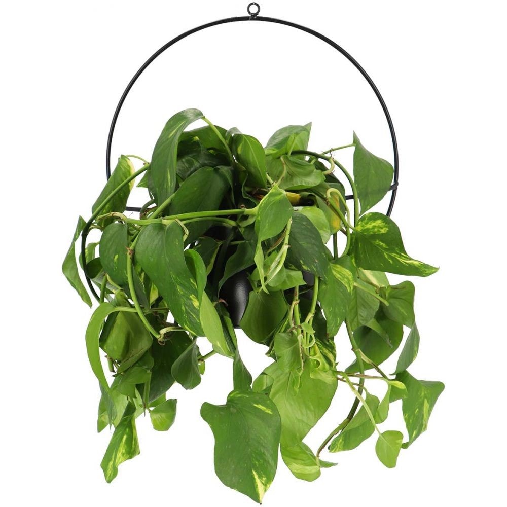 Jardinière Murale Ronde En Zinc - Diamètre 30 Cm, Profondeur 9.2 Cm - Esschert Design - Avec Trou De Drainage - Pour Plantes Suspendues, Déco Extérieur