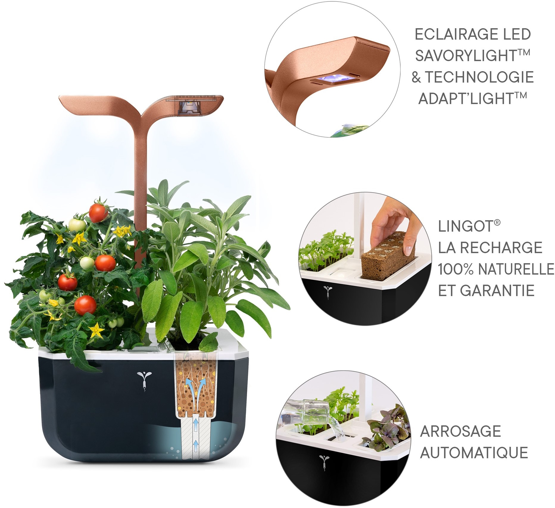 Lingot Véritable Myosotis - Recharge Prête à L'emploi Pour Potager D'intérieur - Substrat + Graines Bio