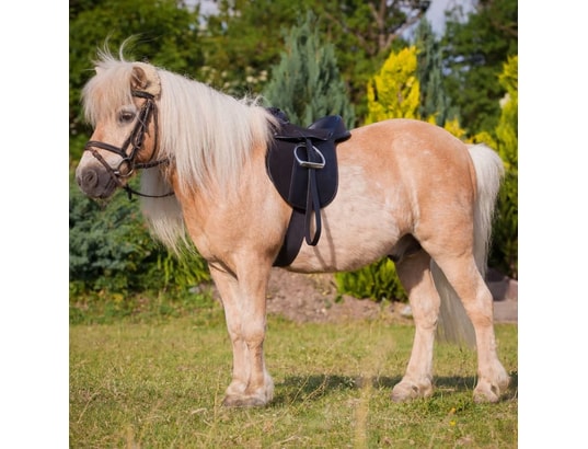 Kit De Selle Economy KERBL Pour Poney Noir - Selle Synthétique Avec Étriers Et Sangles Réglables